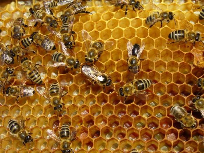 Пчелы И Трутни